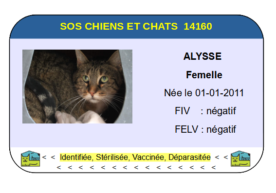 Ci alysse 2