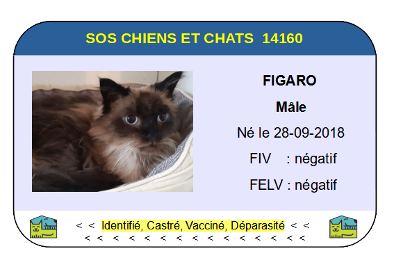 Ci figaro