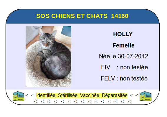 Ci holly