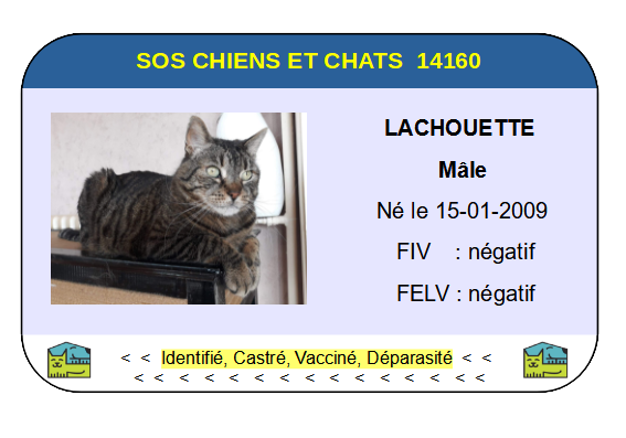 Ci lachouette