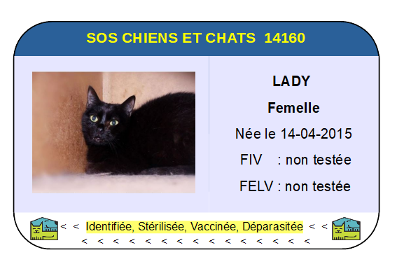 Ci lady