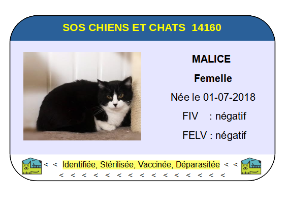 Ci malice 1