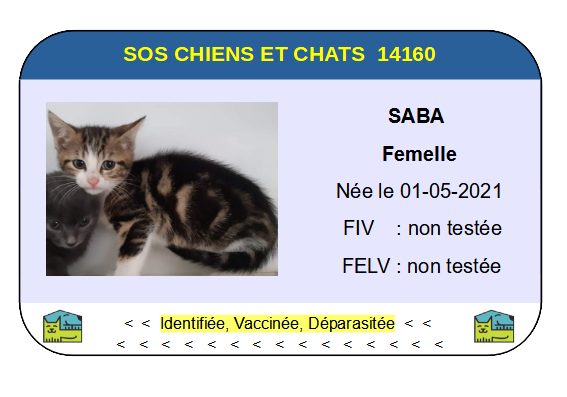 Ci saba