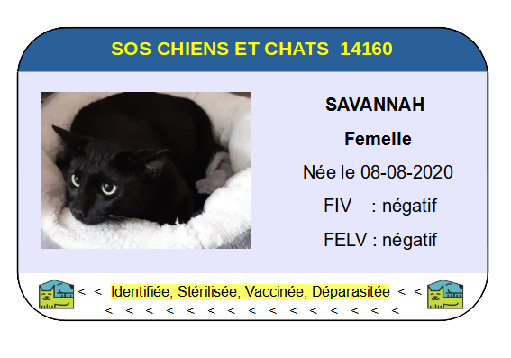 Ci savannah