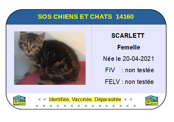 Ci scarlett