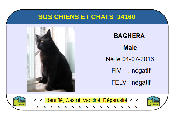 Ci baghera 1