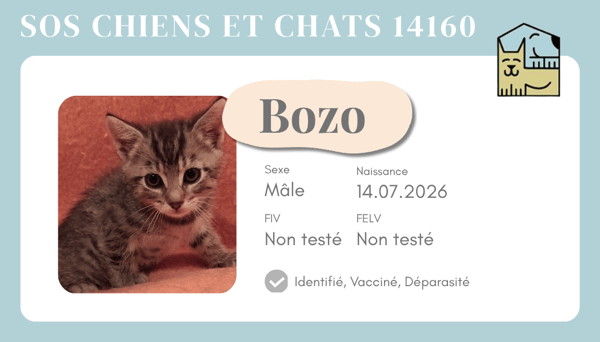 Ci bozo