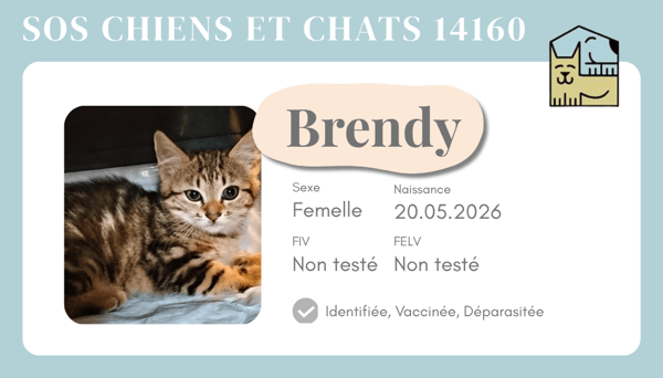Ci brendy