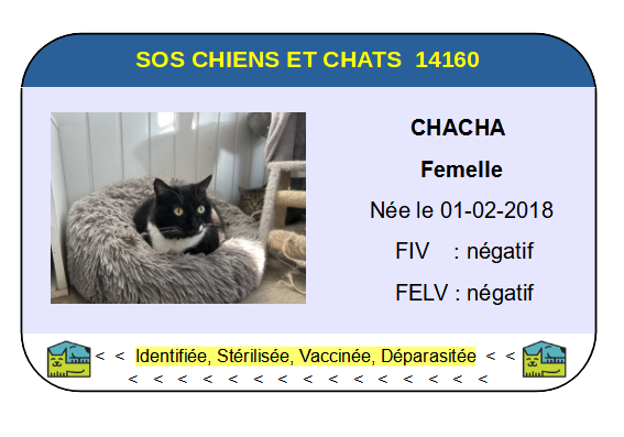 Ci chacha 4