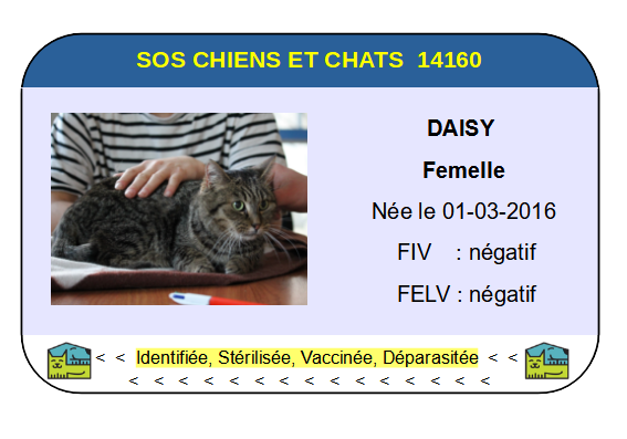 Ci daisy