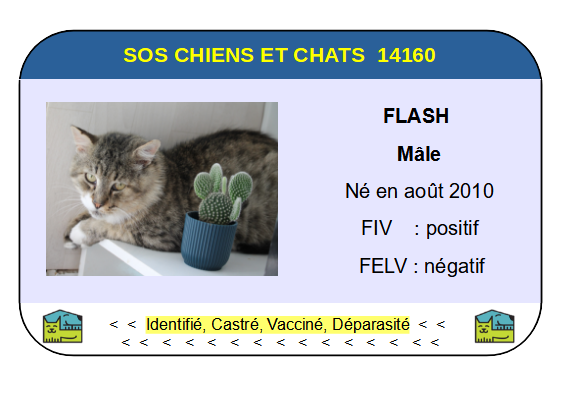Ci flash 1
