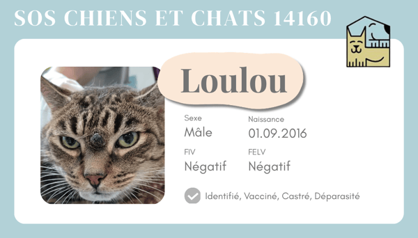 Ci loulou