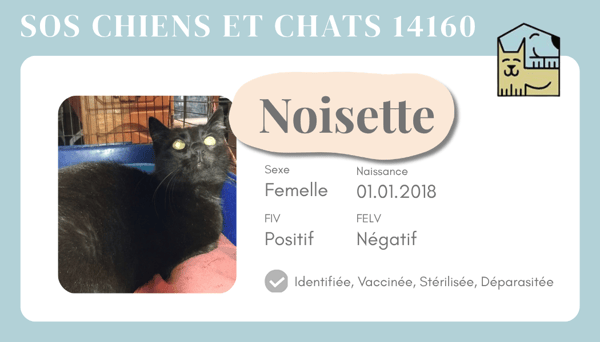 Ci noisette 1