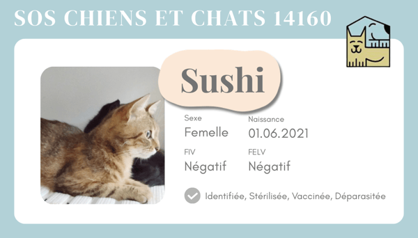 Ci suchi 2