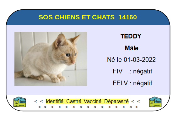 Ci teddy