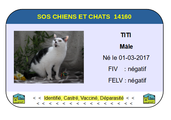 Ci titi 3