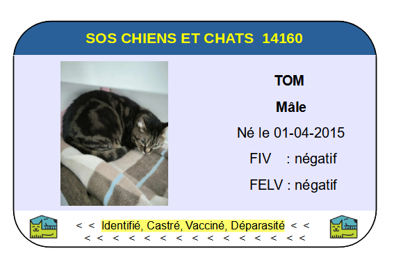 Ci tom