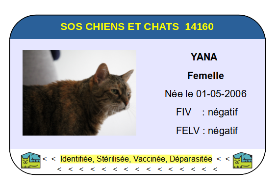 Ci yana