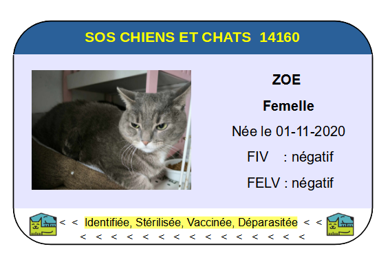 Ci zoe