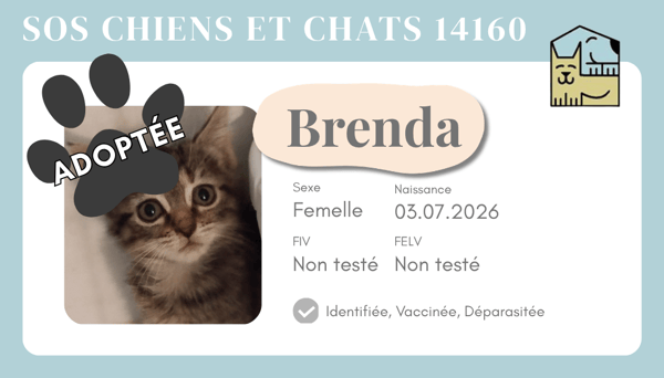 Cia brenda