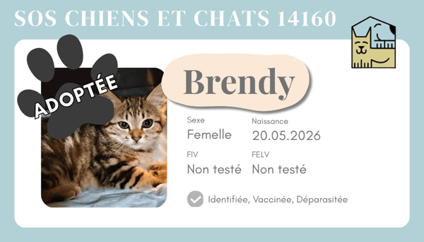 Cia brendy