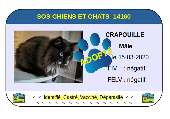 Cia crapouille copie