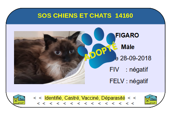 Cia figaro