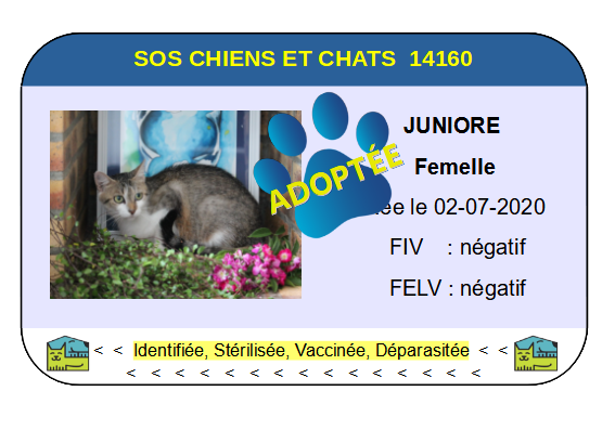 Cia juniore