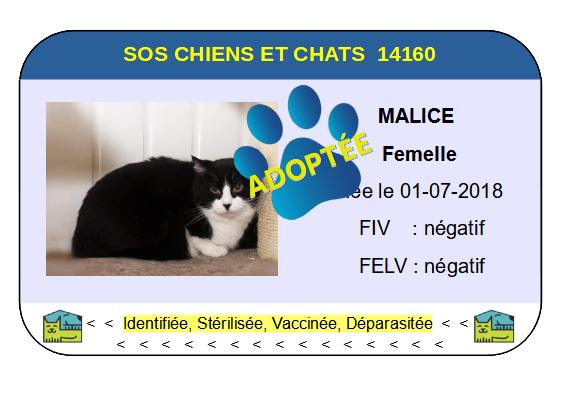 Cia malice