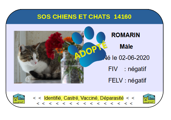 Cia romarin 2