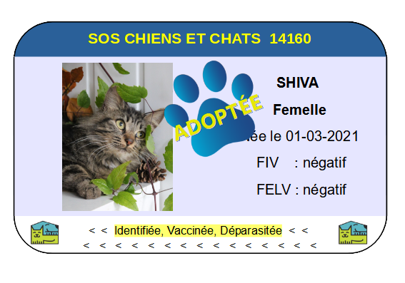 Cia shiva 1