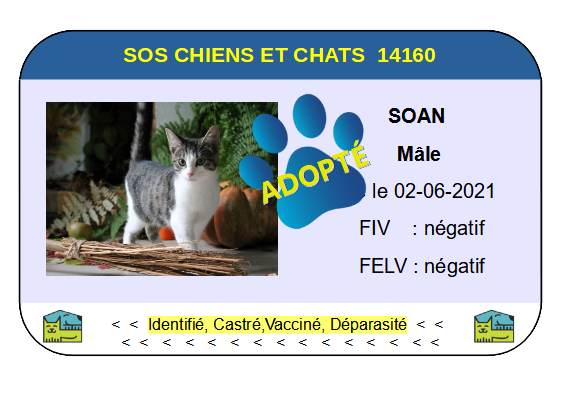 Cia soan png