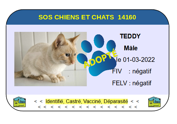 Cia teddy